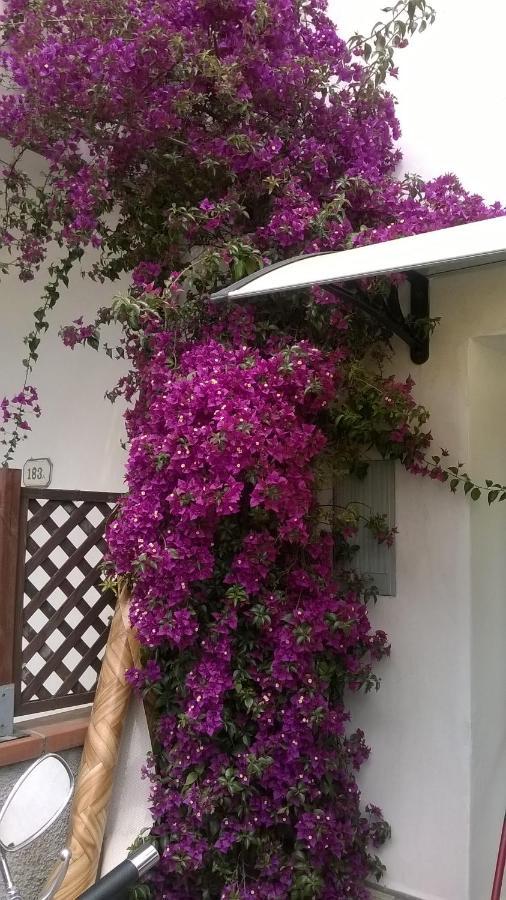 维亚雷焦Rainbow House With Garden别墅 外观 照片